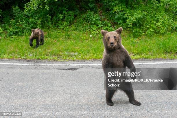 two brown bears standing on a road, one of them upright, in a natural environment, european brown bear (ursus arctos arctos), transylvania, carpathians, romania, europe - romania bear stock pictures, royalty-free photos & images