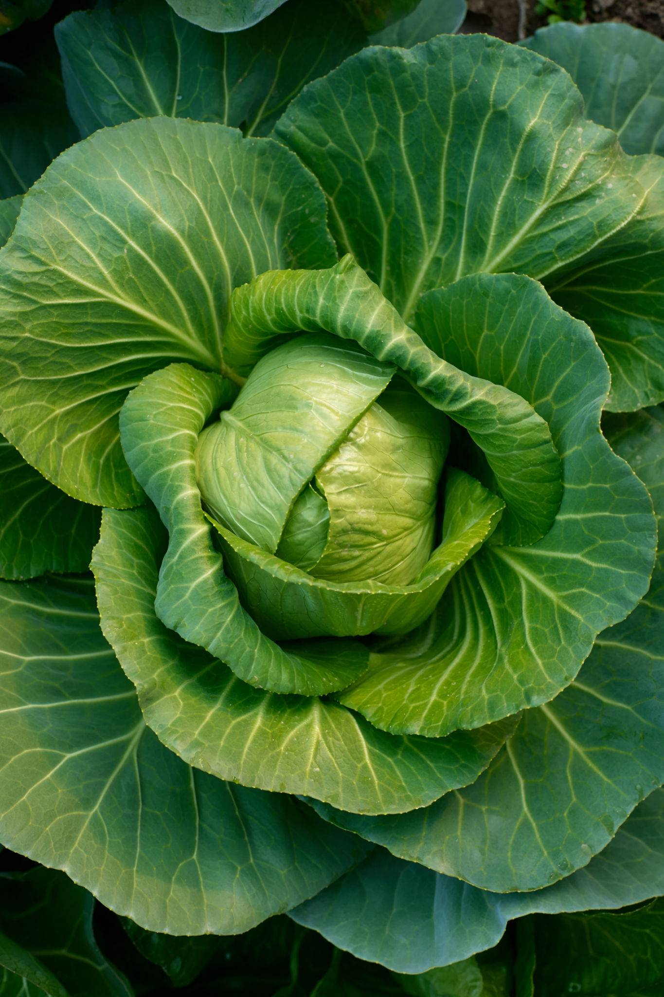 modern nutrition