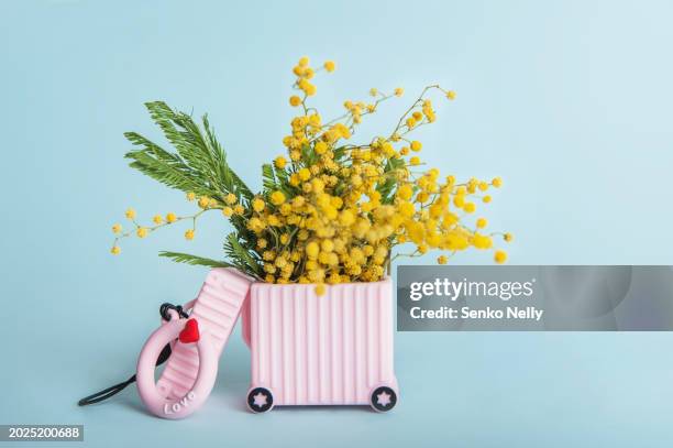 bouquet of mimosa in a pink suitcase on a blue background - floral cocktail hour bildbanksfoton och bilder