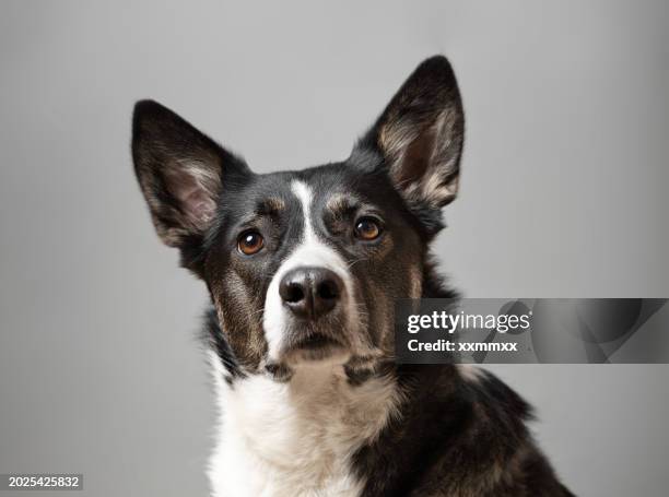 black and white cute dog portrait - animal head stock pictures, royalty-free photos & images