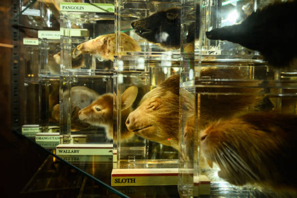GBR: UCL's Grant Museum Of Zoology Reopens To The Public After £300k Revamp