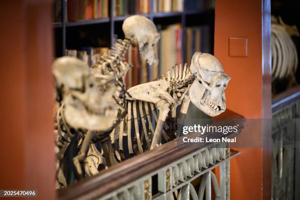 Skeletons of an orangutan , a chimpanzee and a gorilla look from a balcony at The Grant Museum on February 20, 2024 in London, England. The Grant...