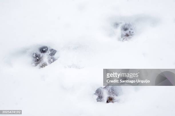 fox tracks in snow - fuchs spuren stock-fotos und bilder