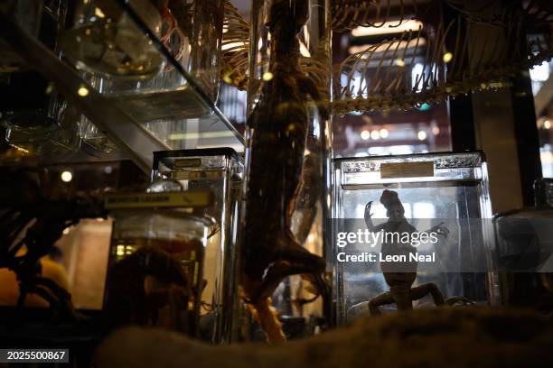 Preserved Iguana Tuberculata is seen in a display case at The Grant Museum on February 20, 2024 in London, England. The Grant Museum is situated on...