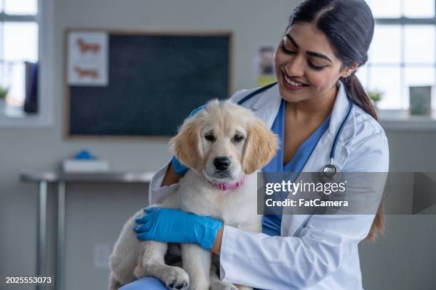 visiting the vet - equipamento para animal de estimação imagens e fotografias de stock