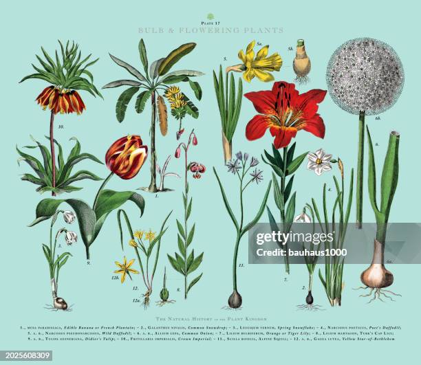 bulb and flowering plants, plant kingdom, victorian botanical illustration, circa 1853 - onion family stock illustrations