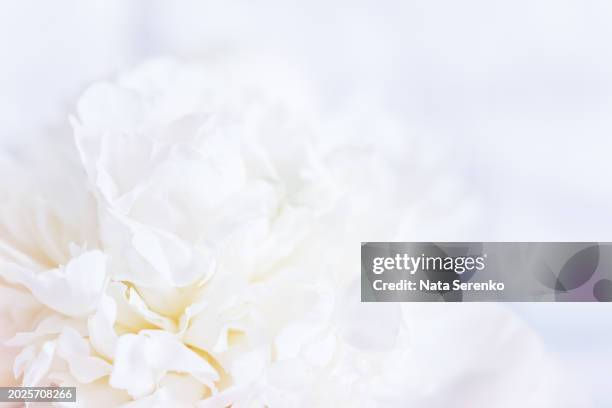 delicate blush white peony in soft focus whispering the essence of spring - pion bildbanksfoton och bilder
