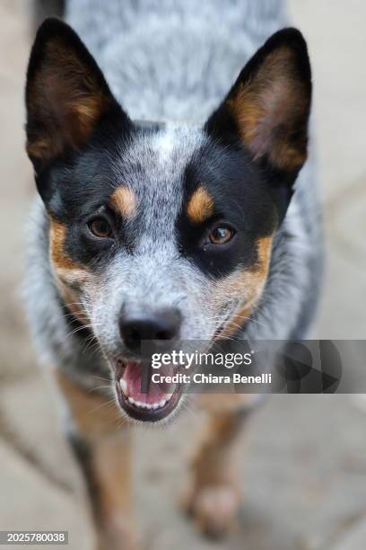 australian cattle dog portrait - australian cattle dog stock pictures, royalty-free photos & images