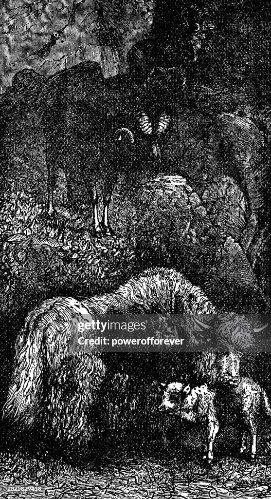 Argali Mountain Sheep (Ovis Ammon) and Yaks (Bos Grunniens) - 19th Century
