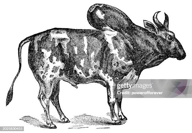 illustrazioni stock, clip art, cartoni animati e icone di tendenza di bovini zebù (bos taurus indicus) - 19° secolo - parte del corpo animale
