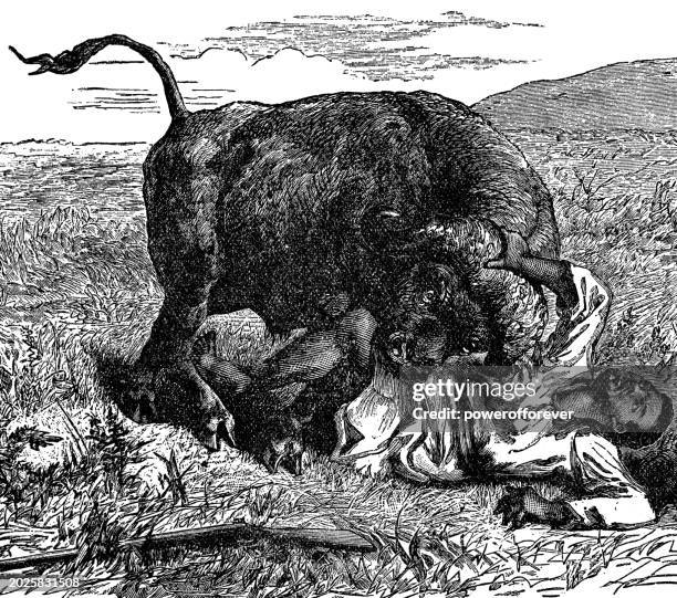 african buffalo (syncerus caffer) attacking a man - 19th century - african buffalo 幅插畫檔、美工圖案、卡通及圖標