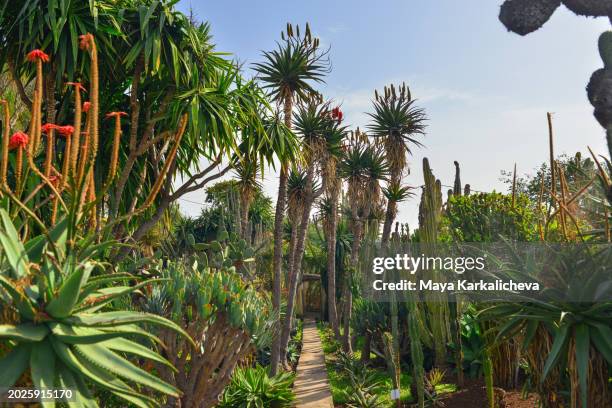 flowers and plants in the botanical garden of funchal, madeira island - baía do funchal imagens e fotografias de stock