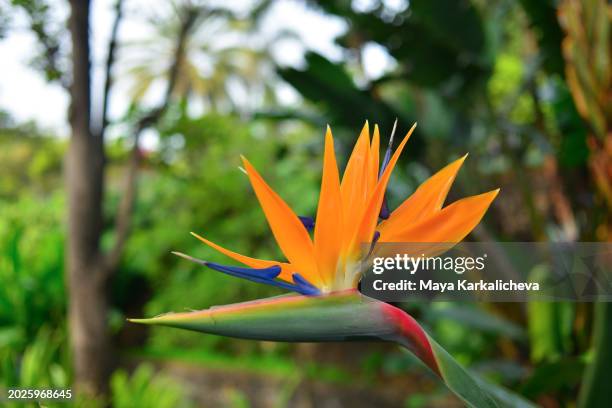 bird of paradise - flower - angiospermae - fotografias e filmes do acervo
