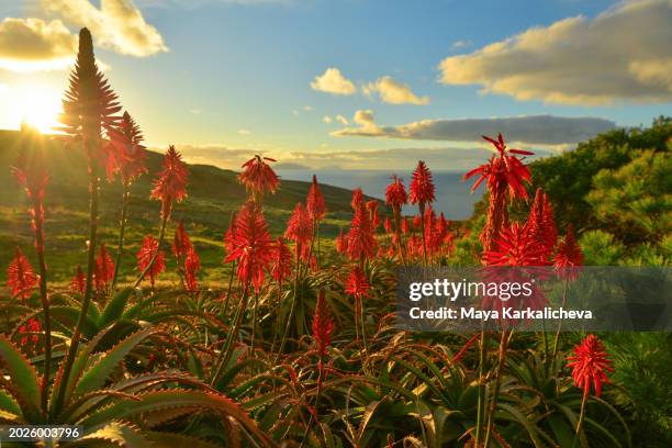 blooming uncultivated aloe plant against sunrise - endangered species stock pictures, royalty-free photos & images