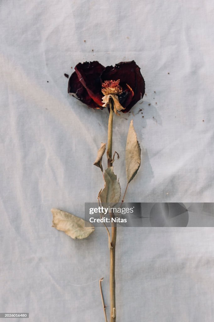 Dried red rose with fallen petals