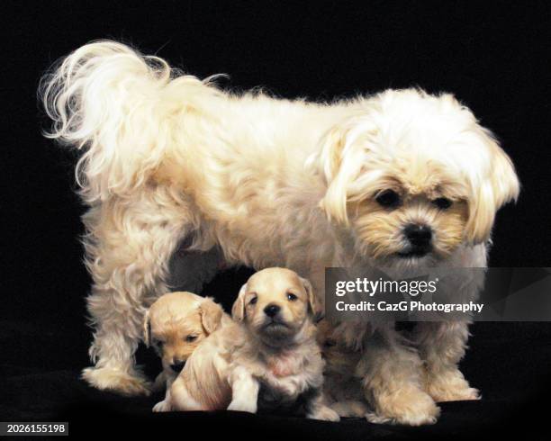 lhasa apso x shih tzu white puppies - lhasa apso stock pictures, royalty-free photos & images