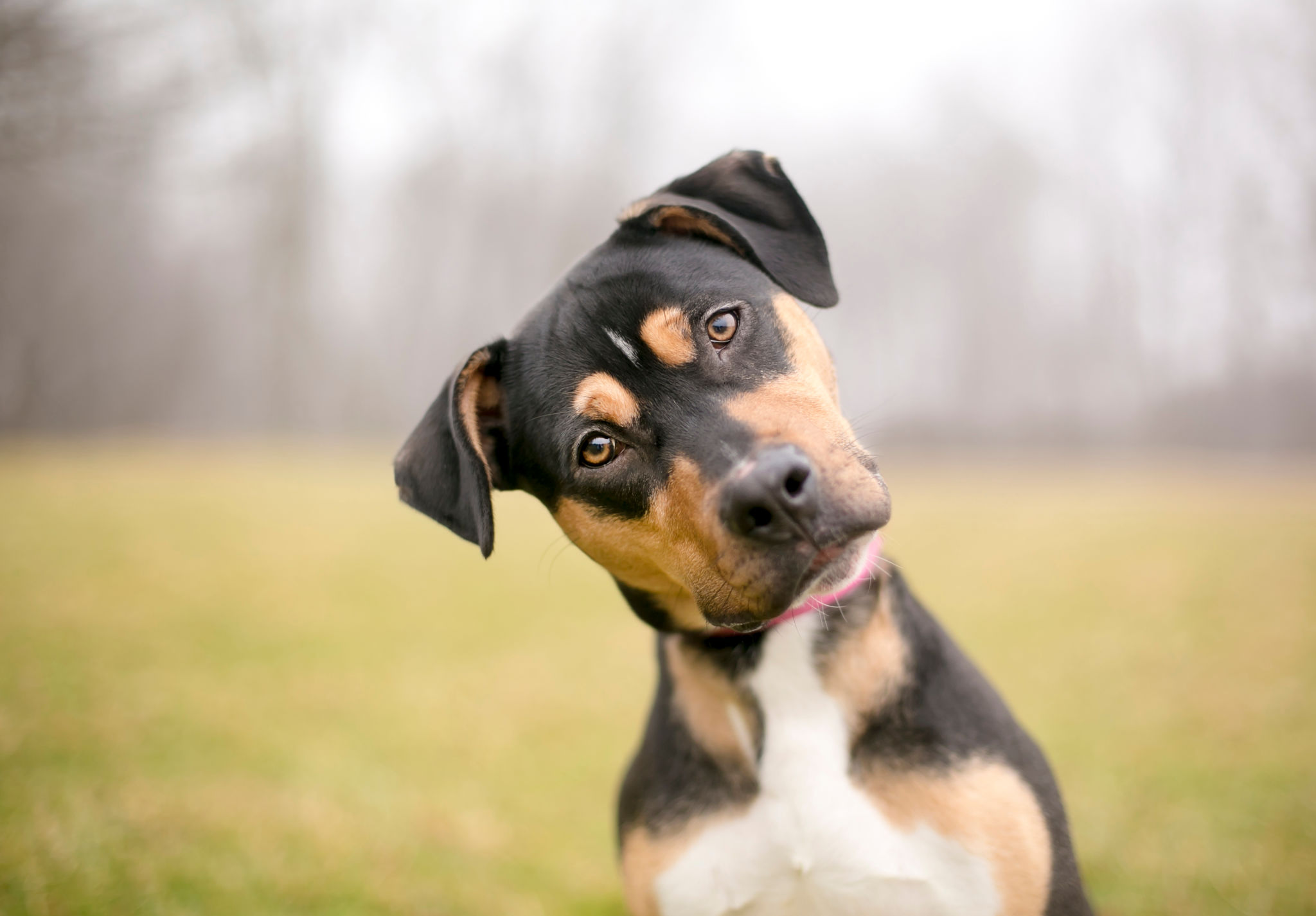 dog behavior