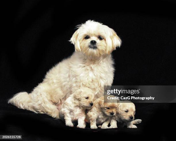 lhasa apso x shih tzu white puppies - lhasa apso puppy stock pictures, royalty-free photos & images