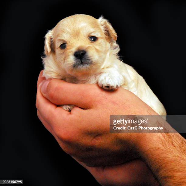 lhasa apso x shih tzu white puppies - lhasa apso puppy stock pictures, royalty-free photos & images