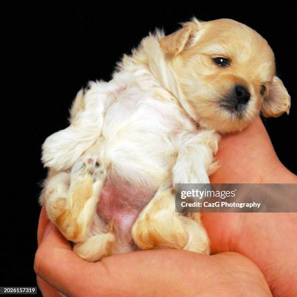 lhasa apso x shih tzu white puppies - lhasa apso stock pictures, royalty-free photos & images