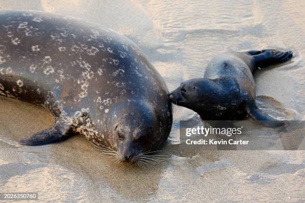 Harbor seal protects its newborn pup at the La Jolla Children's Pool on January 12, 2024 in San Diego, California. The beach, which is protected from...