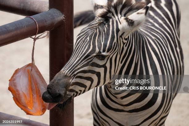 Zebra licks an ice block containing carrot strips at the Legends Park Zoo in Huachipa, eastern Lima on February 23, 2024. To cope with the...