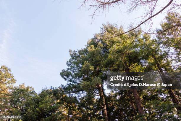beautiful botanical garden trees.

at koishikawa botanical garden, bunkyo-ku, tokyo, japan,
photo by february 10, 2024. - cryptomeria japonica stock pictures, royalty-free photos & images