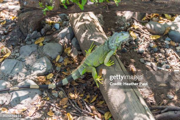 green iguana sitting on a log - green iguana stock pictures, royalty-free photos & images