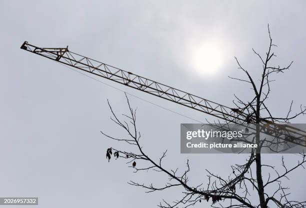 February 2024, Bavaria, Oberstdorf: A construction crane stands behind a bare tree. The main construction industry in Germany is struggling with...