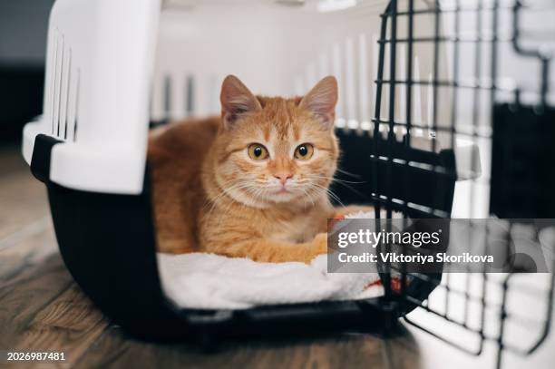 foxy cat inside carrier box - crate stock pictures, royalty-free photos & images