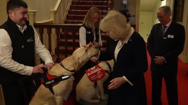GBR: Queen Camilla Hosts Reception For The 15th Anniversary Of Medical Detection Dogs (MDD) Charity