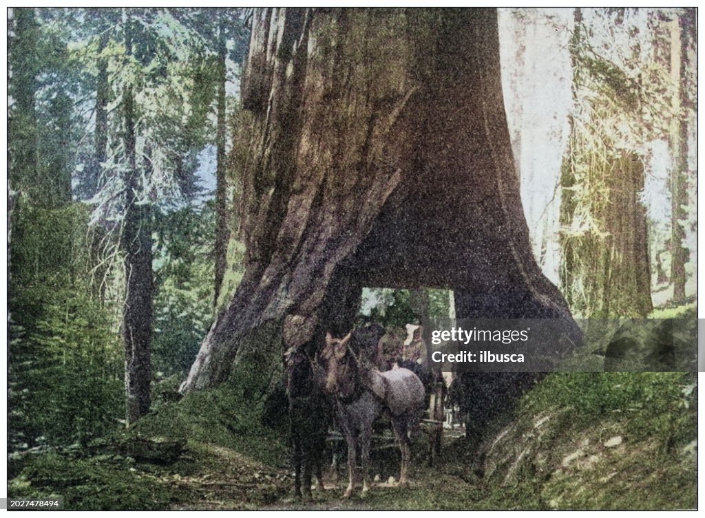 Antique photo of World's landmarks (circa 1894): Sequoia, California