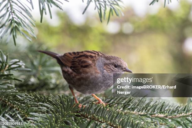 dunnock (prunella modularis), emsland, lower saxony, germany, europe - prunellidae stock pictures, royalty-free photos & images