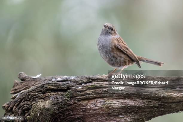 dunnock (prunella modularis), emsland, lower saxony, germany, europe - prunellidae stock pictures, royalty-free photos & images