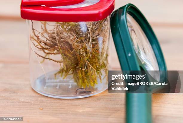 millipede (myriapoda) or centipede with moss in cup magnifying glass with red lid, green magnifying glass next to it, on wooden table, nature experience, observation of nature, macro shot, close-up, lower saxony, germany, europe - myriapoda stock pictures, royalty-free photos & images