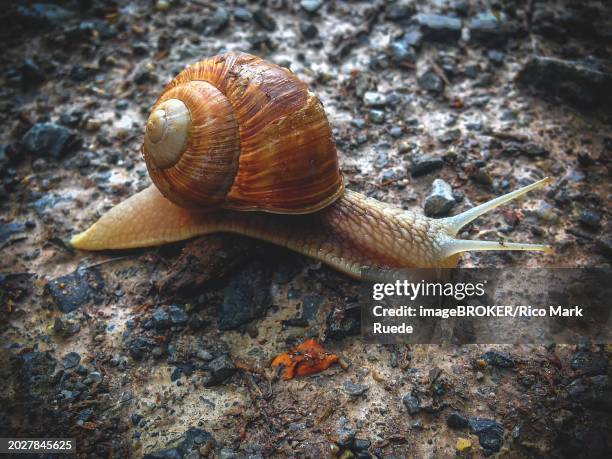 close-up of a snail on damp ground, wuppertal, north rhine-westphalia, germany, europe - mollusk fotografías e imágenes de stock