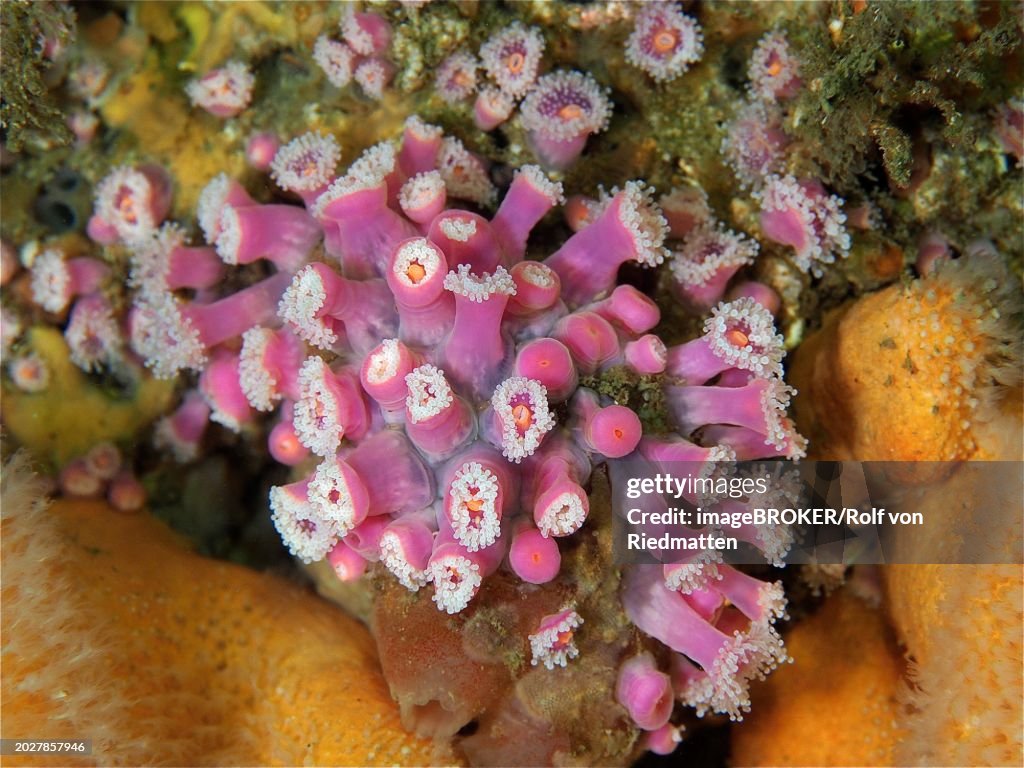 Pink jewel anemone (Corynactis viridis) Sea anemone. Dive site Maharees Islands, Castlegregory, Co. Kerry, Irish Sea, North Atlantic, Ireland, Europe