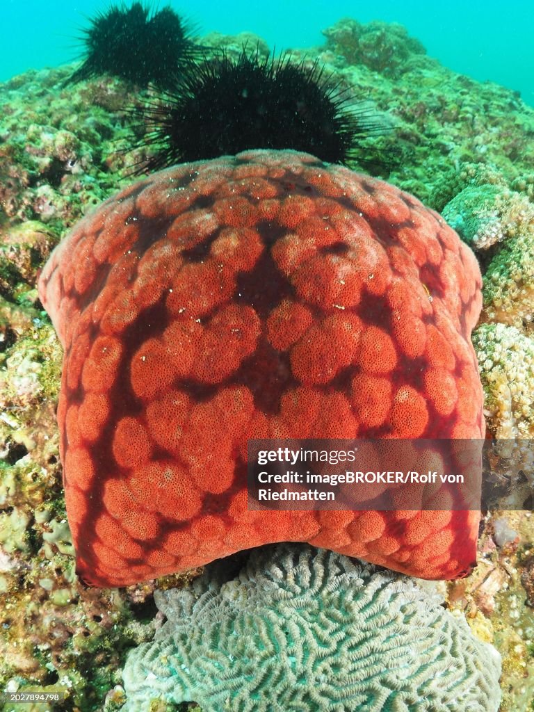 Spiny cushion star (Culcita novaeguineae), dive site Mermaid Cove, Qantab, Oman, Asia
