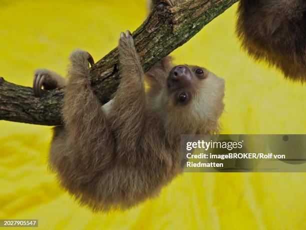 hoffmann's two-toed sloth (choloepus hoffmanni), juvenile, captive, jaguar rescue centre, puerto viejo de talamanca, limon, costa rica, central america - hoffmans two toed sloth stock pictures, royalty-free photos & images