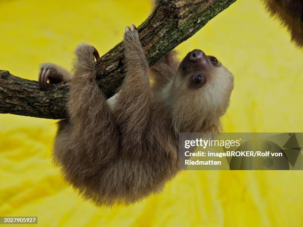 hoffmann's two-toed sloth (choloepus hoffmanni), juvenile, captive, jaguar rescue centre, puerto viejo de talamanca, limon, costa rica, central america - hoffmans two toed sloth stock pictures, royalty-free photos & images