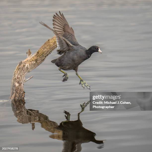 coot jump - apopka stock pictures, royalty-free photos & images