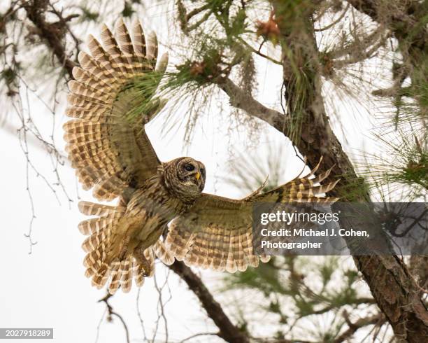 barred owl landing - hoot owl stock pictures, royalty-free photos & images
