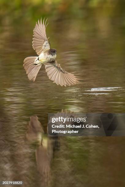 phoebe hunting - apopka stock pictures, royalty-free photos & images