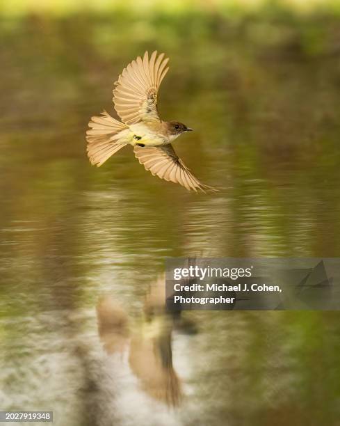 eastern phoebe hunting - apopka stock pictures, royalty-free photos & images