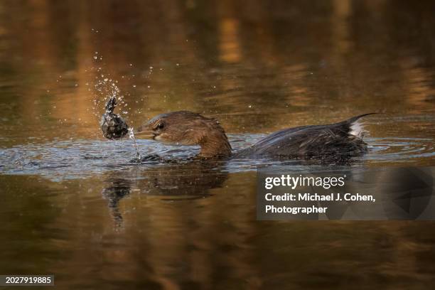 grebe with turtle - apopka stock pictures, royalty-free photos & images