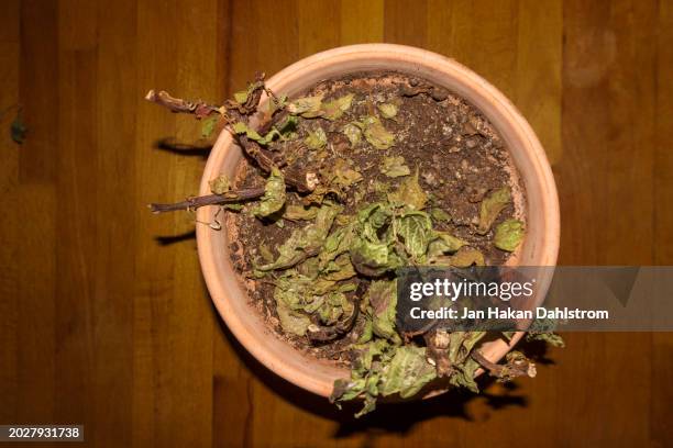 dead plant in pot - dying houseplant stock pictures, royalty-free photos & images