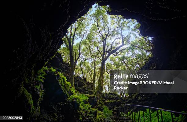 view from one of the lava tunnels gruta das torres to a wooded area and the sky, gruta das torres, pico island, azores, portugal, europe - gruta stock pictures, royalty-free photos & images