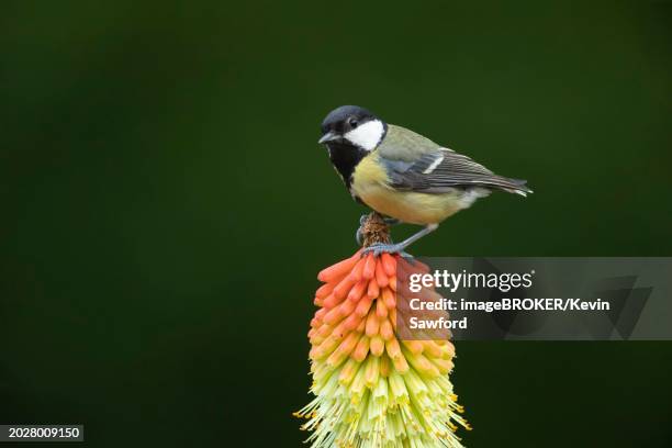 great tit (parus major) adult bird perched on a red hot poker (kniphofia uvaria) flower spike, suffolk, england, united kingdom, europe - chapim real imagens e fotografias de stock