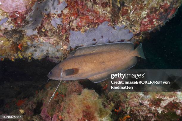 dark forkbeard (phycis phycis), dive site marine reserve cap de creus, rosas, costa brava, spain, mediterranean sea, europe - teleost fishes stock pictures, royalty-free photos & images