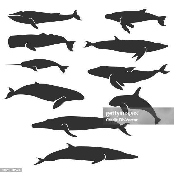 whales vector set - blue whale stock illustrations